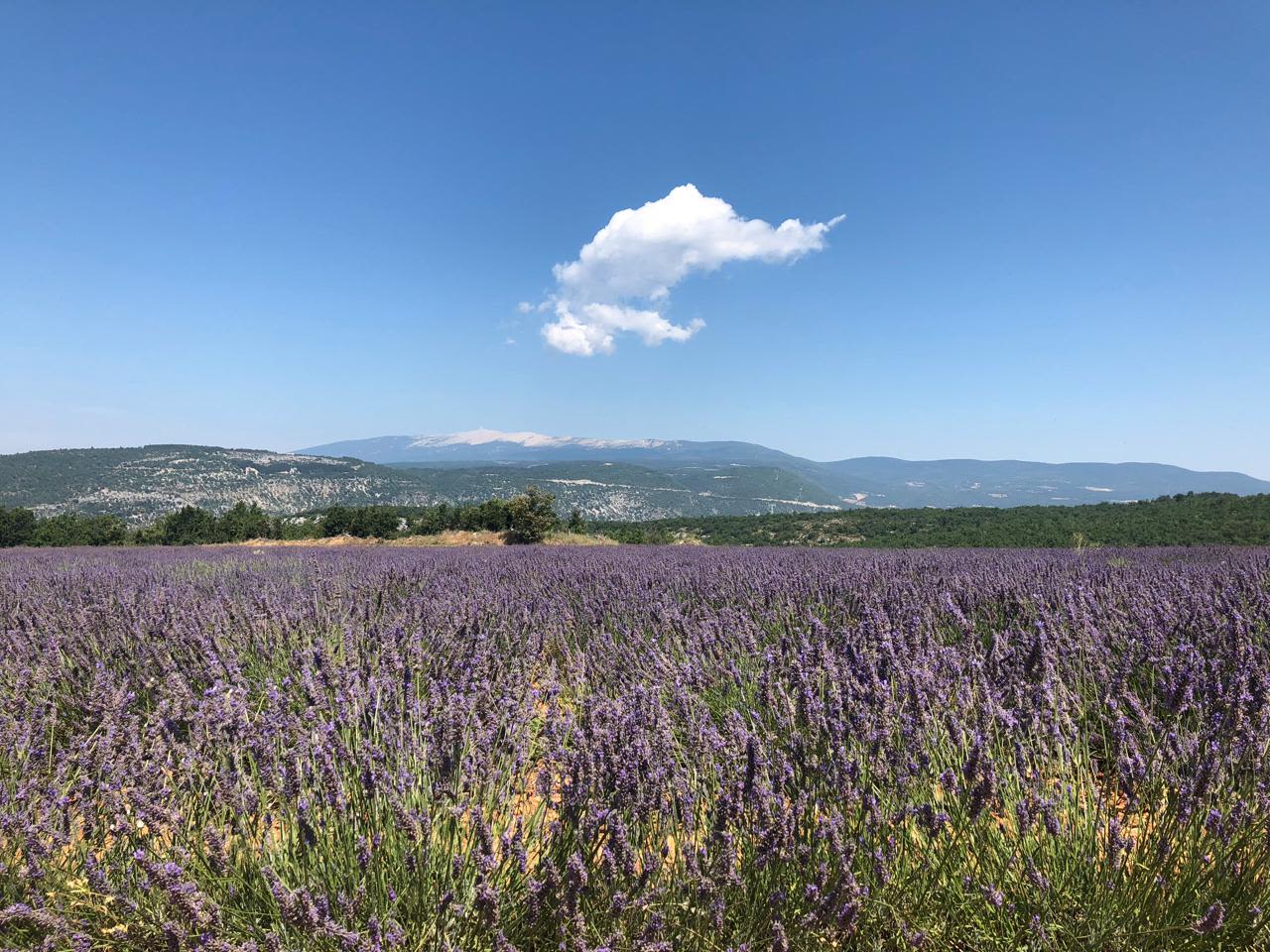 Lavender fields in Provence
