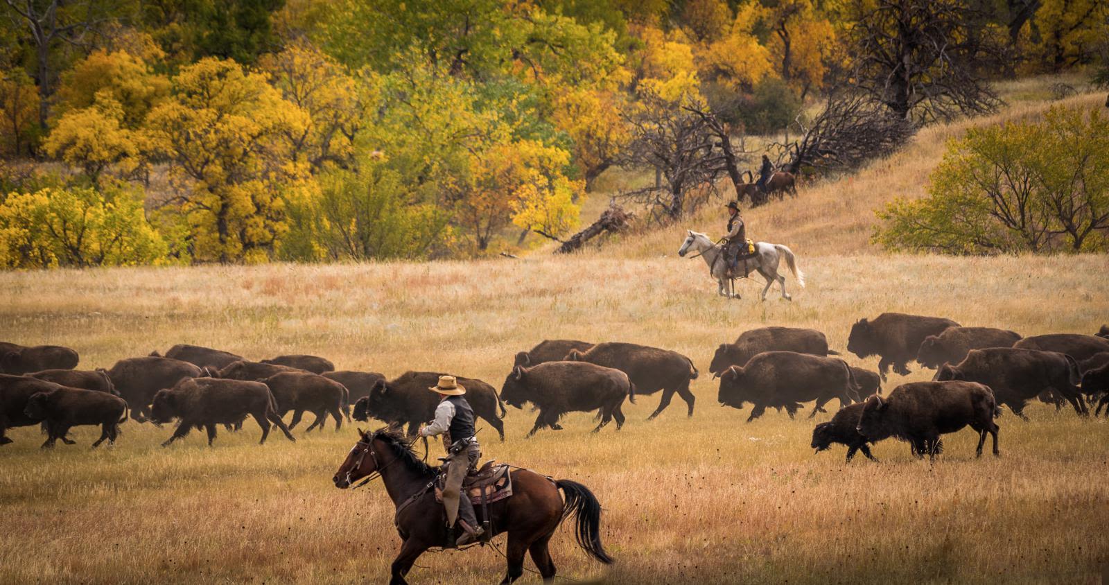 Rounding up bison in Wyoming